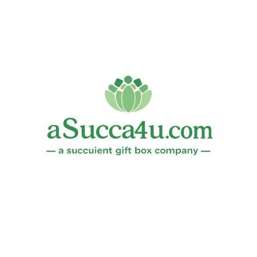 Succulent Arrangements