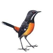 Rockjumper Birding 
