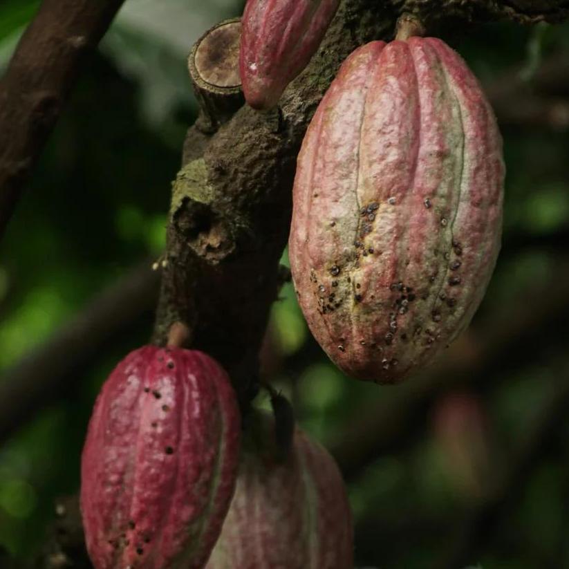 Chocolate  Company