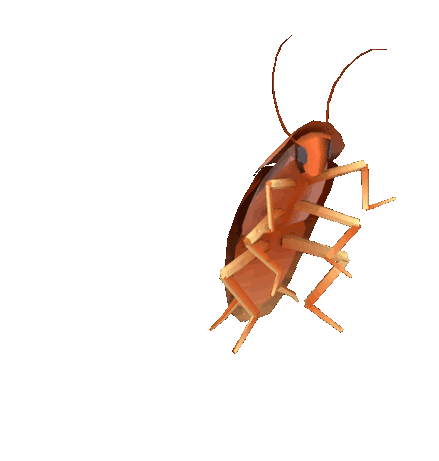 Pest Control Services in Jamshedpur
