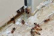 Pest Control Perth, Affordable Pest Control Services Perth