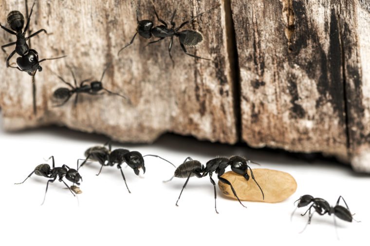 What Smells Keep Ants Away? - Ant Pest Control Melbourne