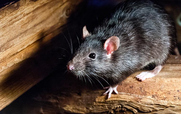 Why You Should Never Ignore a Rodent Problem?
