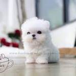 Foufou puppies