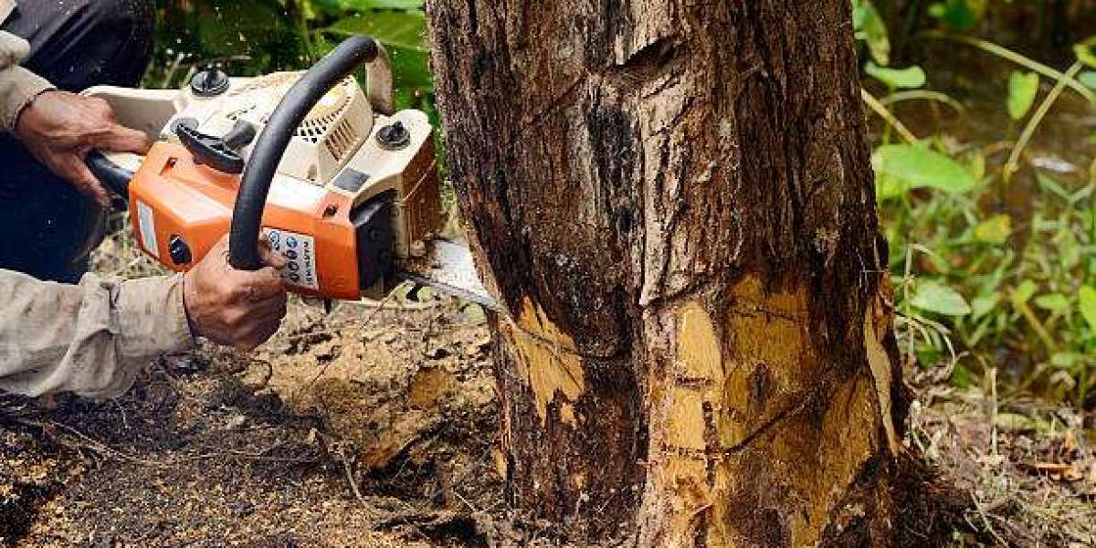 Tree Removal Near Me: How to Find the Best Service for Your Needs