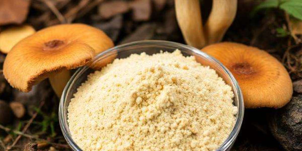 Best Lion’s Mane Mushroom Extract for Memory and Focus: Enhance Your Brain Health Naturally