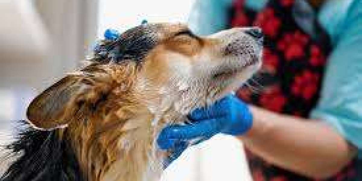 The Best Pet Spas in Toronto: Where to Pamper Your Furry Friend