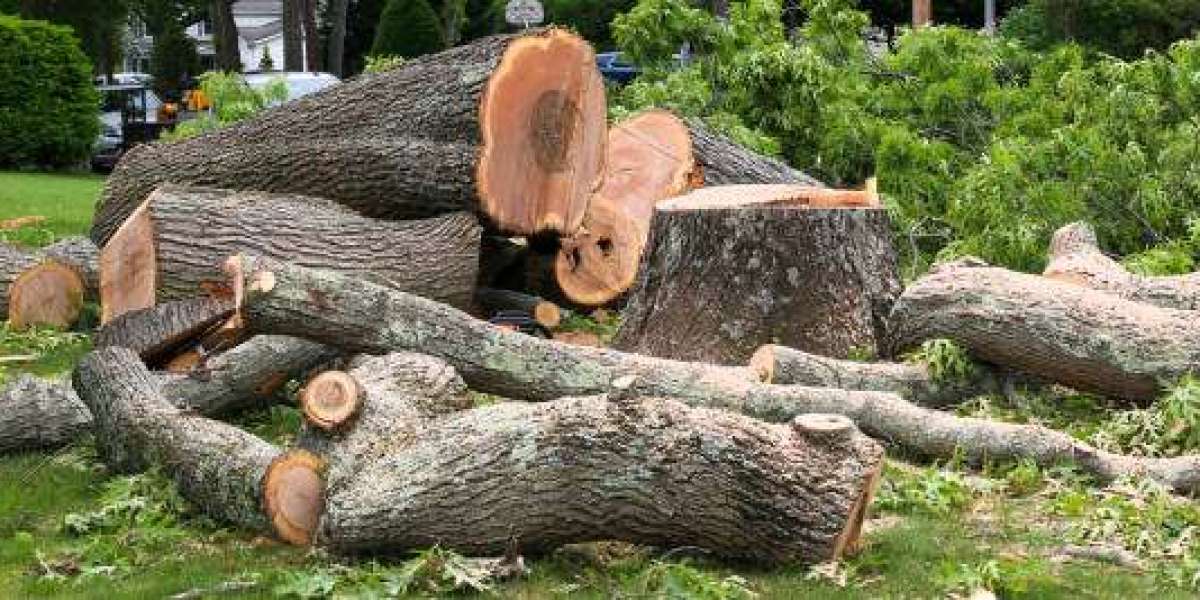 Understanding Tree Removal Laws and Permits in Your Area