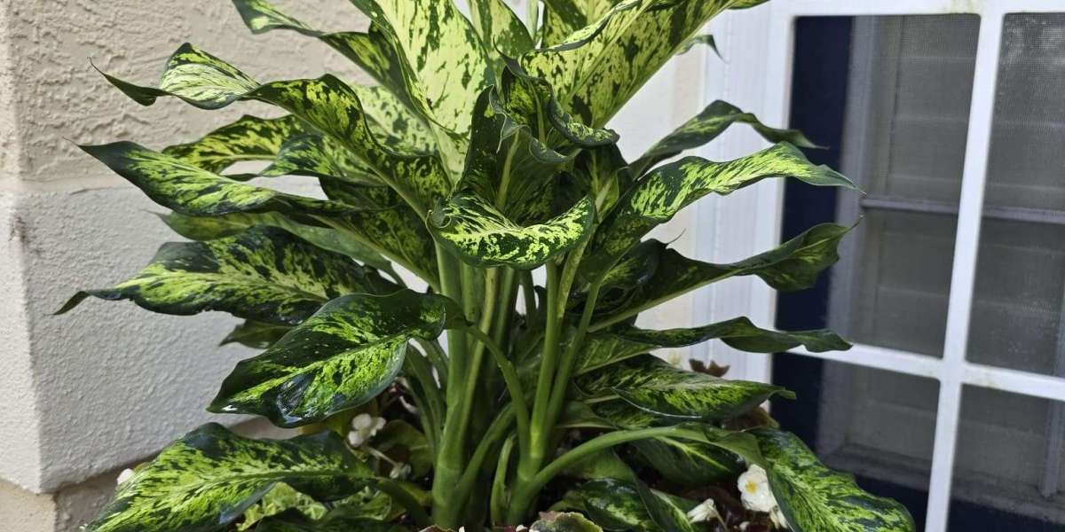Beautify Your Surroundings: Expert Landscaping in Bonita Springs