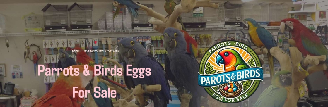 Parrots For Sale