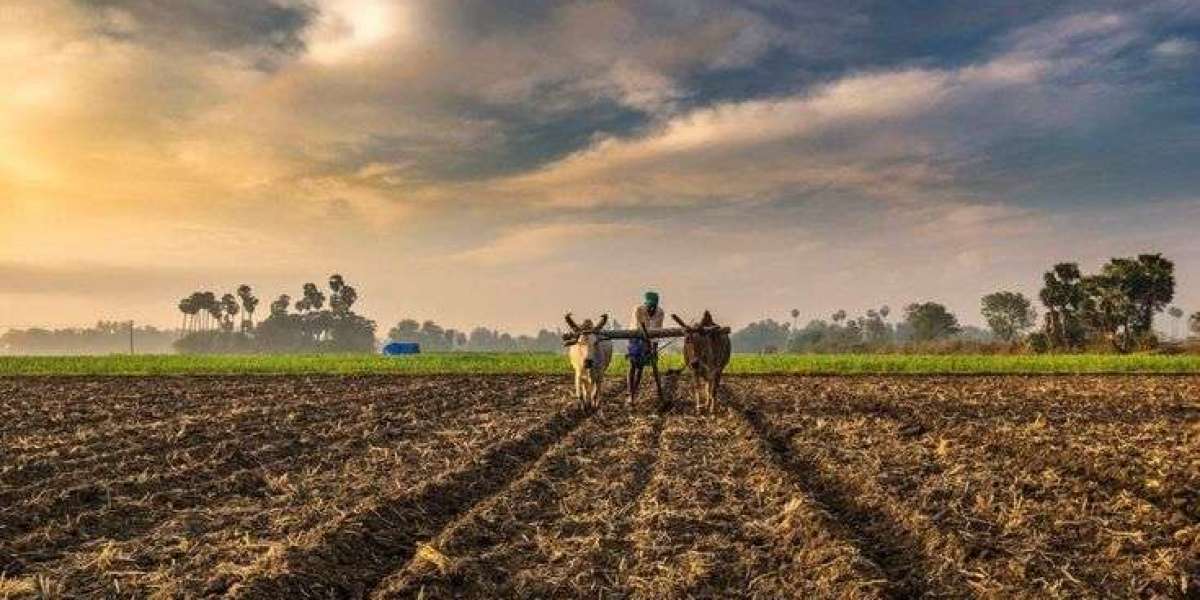 Where to Find Quality Seeds in Your Area