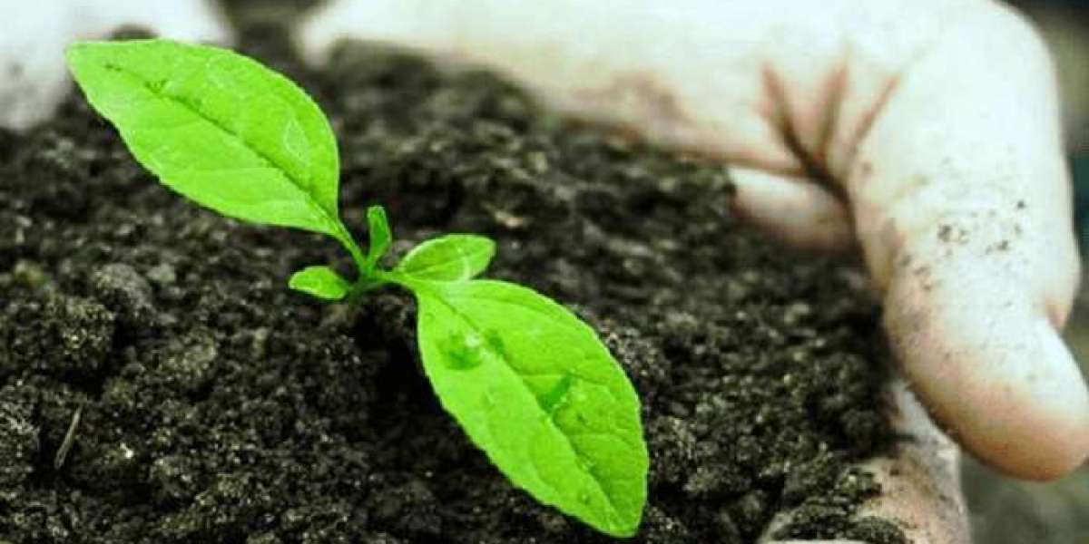 Comprehensive Approach to Setting Up a Biofertilizer Manufacturing Plant