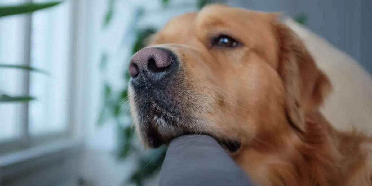 Mental Health in Pets: Signs of Stress and How to Help