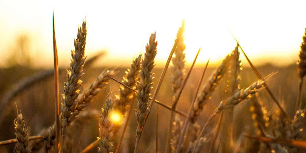 In-depth Analysis: Chelated Micronutrients Manufacturing Plant Project Report 2025 - Requirements and Cost Analysis
