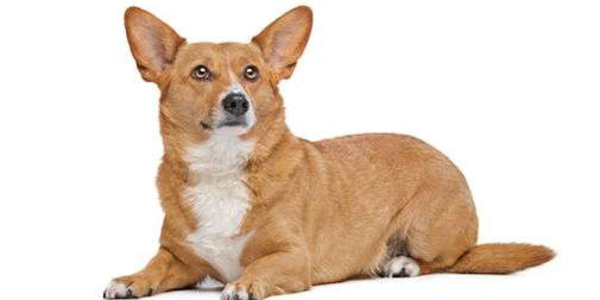 German Shepherd Corgi Mix (Corman Shepherd): A Loyal and Lively Crossbreed