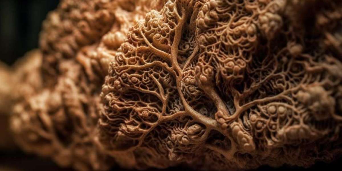 Mucinous Cystic Neoplasms Market: Key Insights, Emerging Trends, and Future Prospects