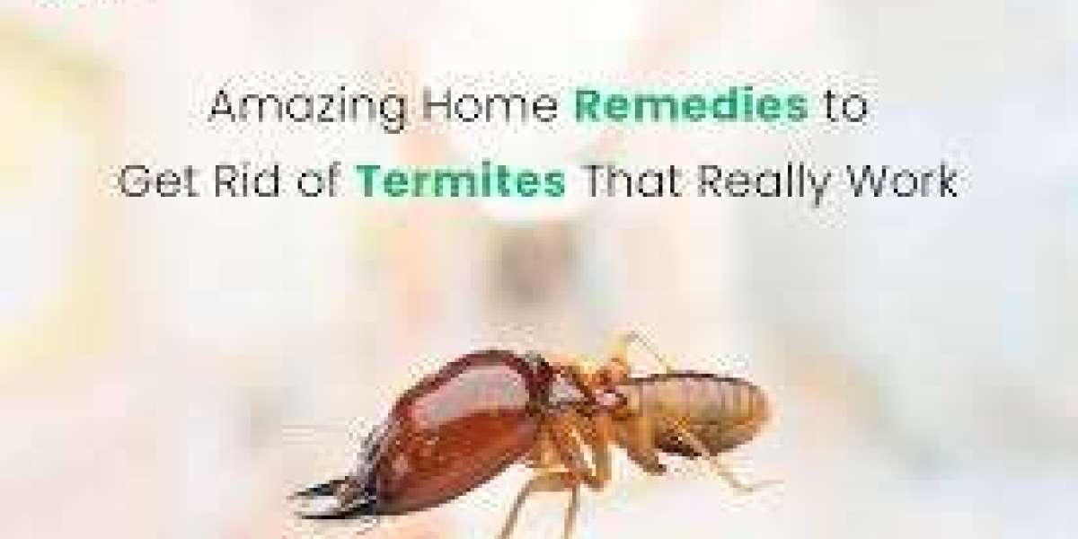 Start Protecting Your Home From Pests Before They Take Over