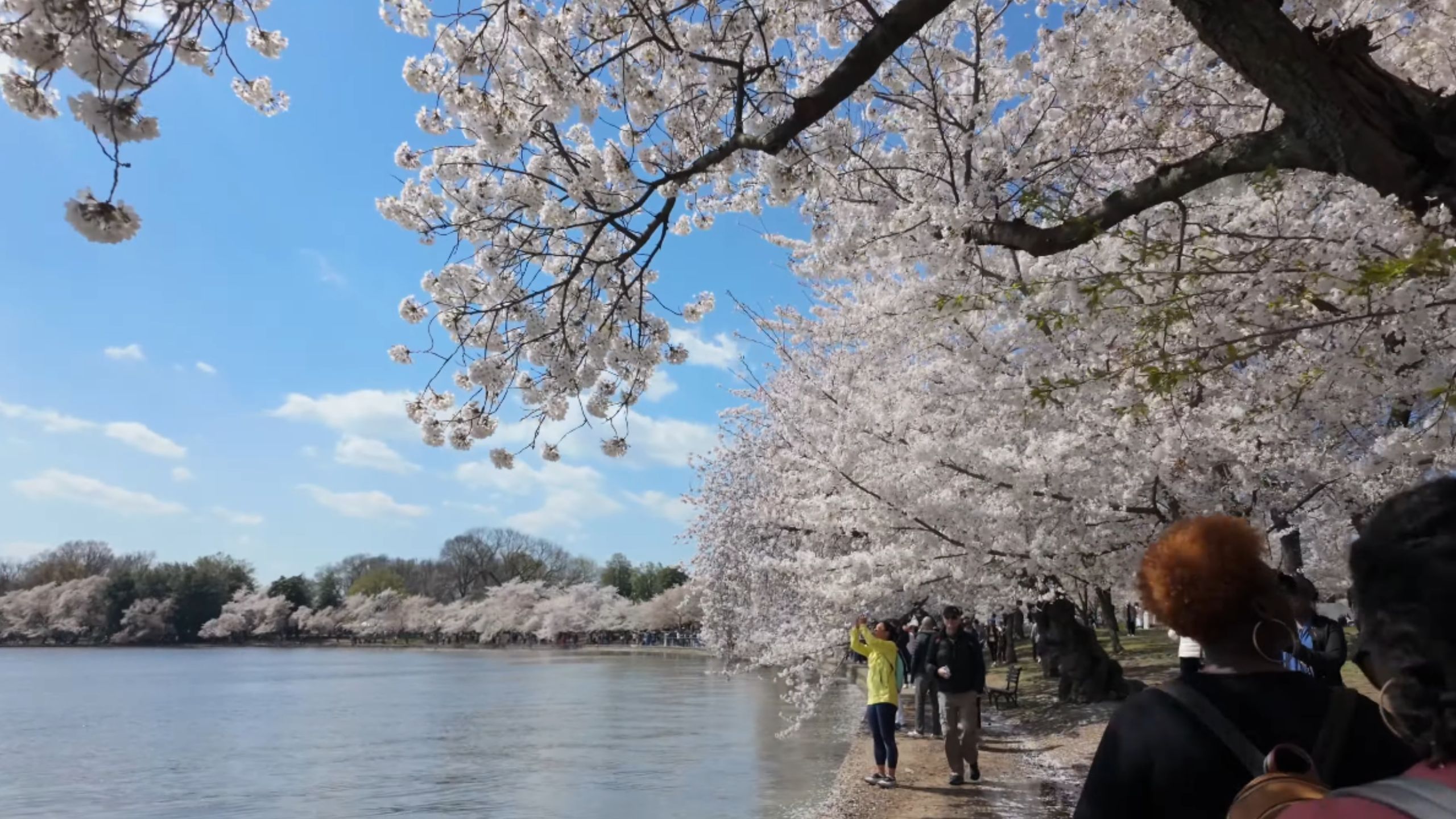 Cherry Blossoms in DC: Peak Bloom Dates, Festival Insights, and Real-Time Updates - Citybit