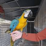 Parrots For Sale