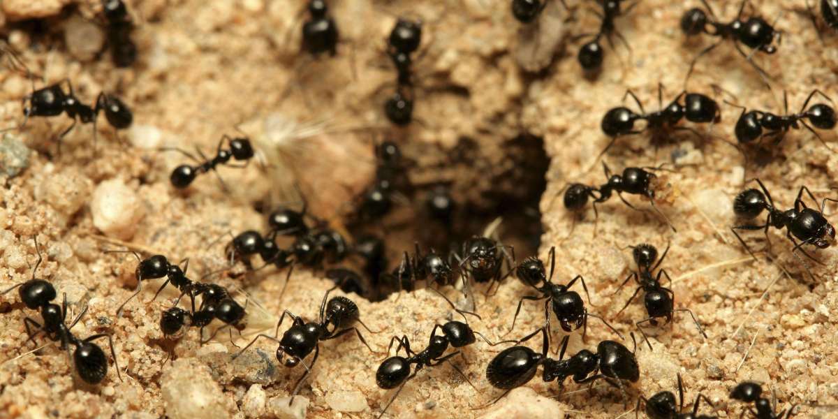 Effective Ant Control Abbotsford: A Complete Guide