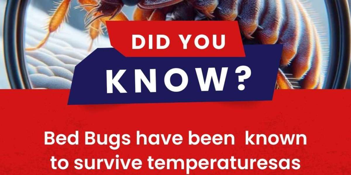 Reliable Pest Control Services in Belfast and Omagh: Protect Your Property Today