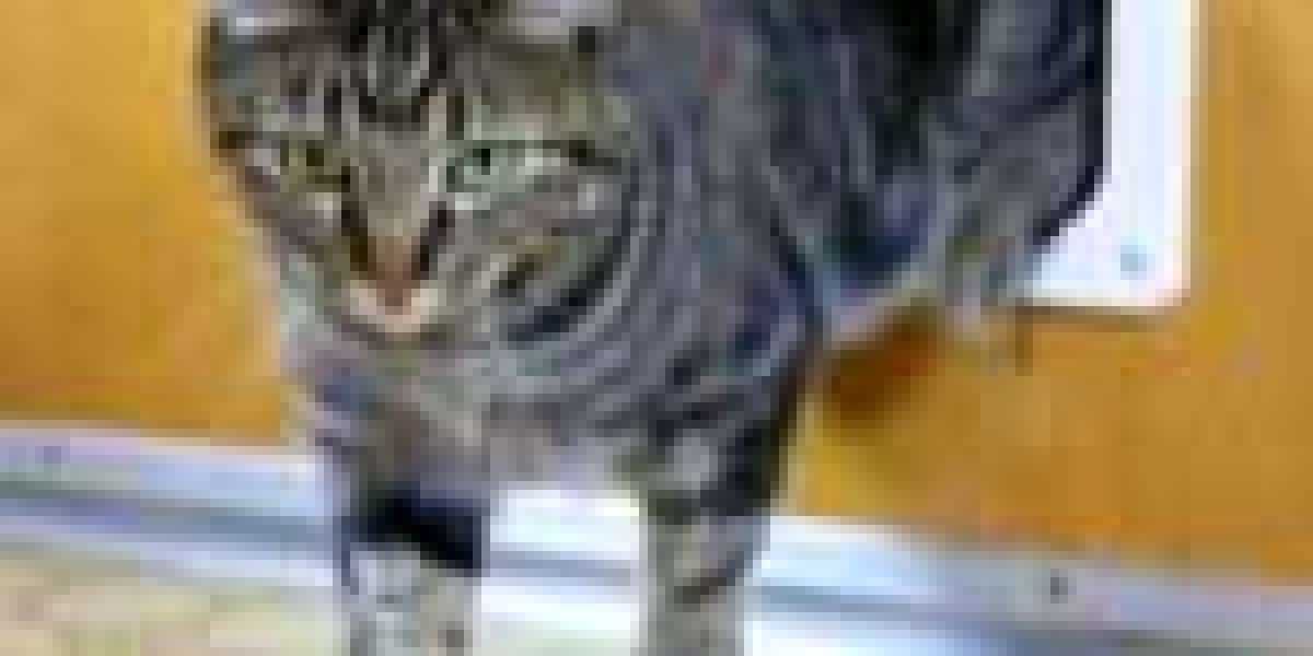 20 Fun Details About Skilled Pet Door Installer