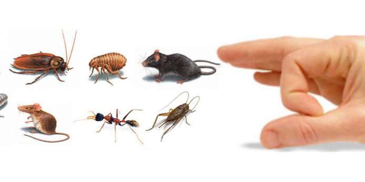 Say Goodbye to Unwanted Eight-Legged Guests: Expert Spider Control Garden City