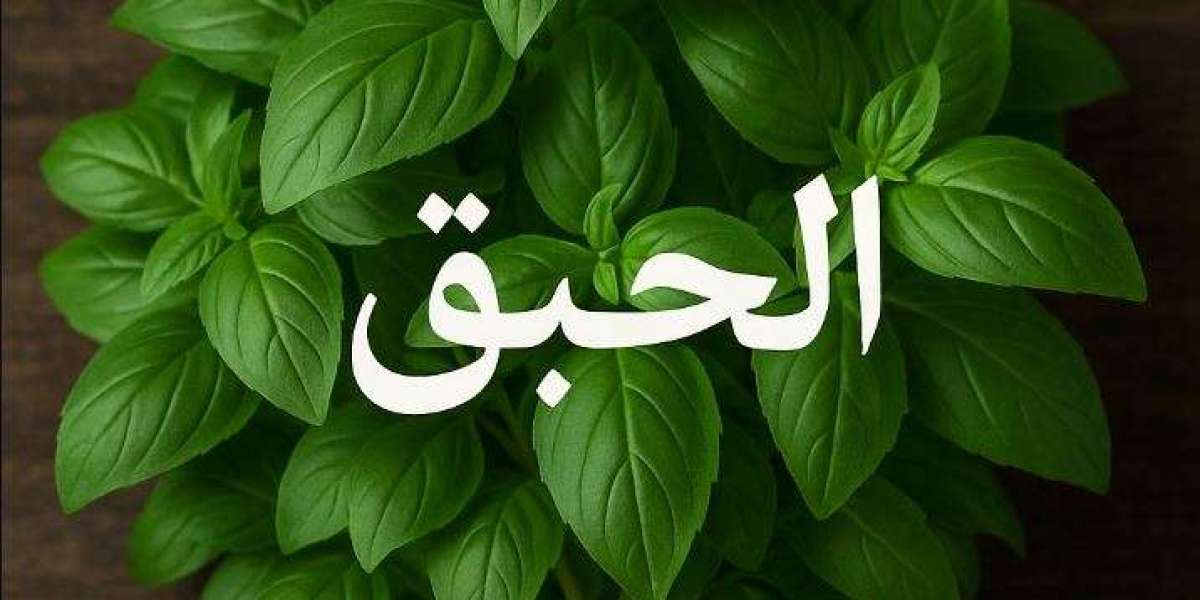 الحبق: نبتة عطرية بفوائد صحية مذهلة