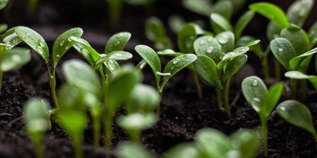 The Impact of Climate Change on Our Environment