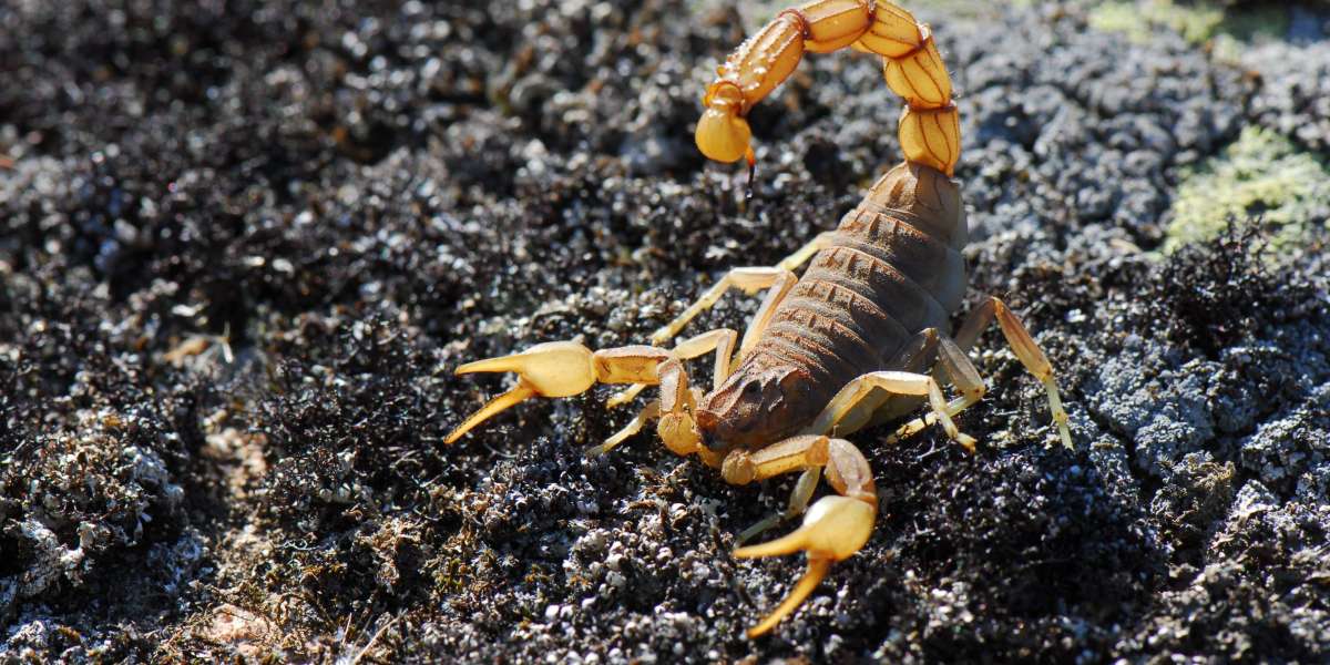 Scorpion Control in Las Vegas | Safe & Effective Pest Solutions