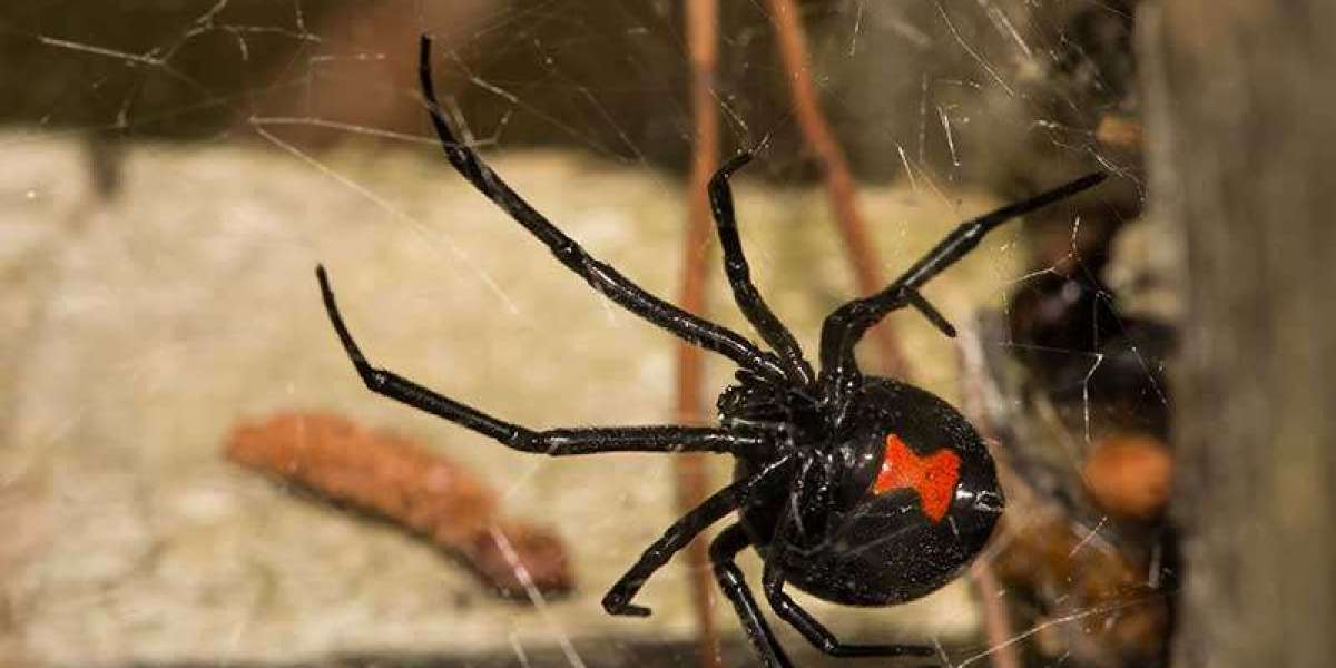 Effective Bug Control Services in Bakersfield, CA | Call Never Pests Today