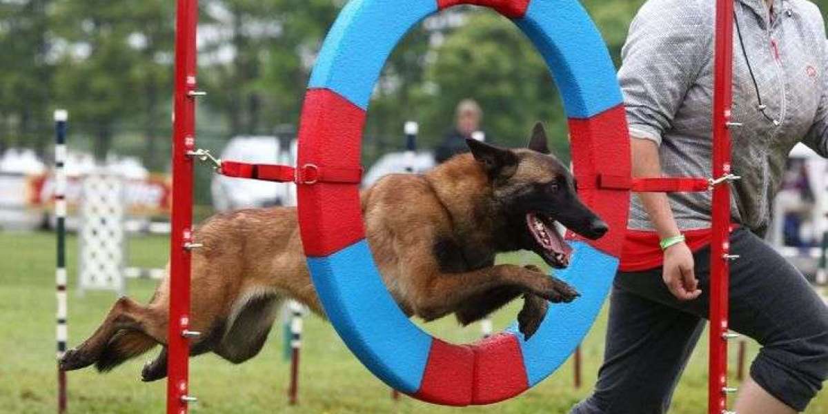 Mastering Recall: How E Collar Recall Training Transforms Dog Behavior