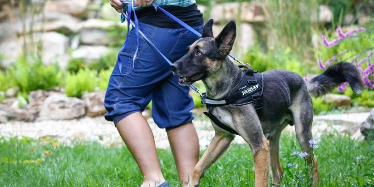 Best E Collar Dog Training: Achieve Fast, Reliable Results with Your Pup