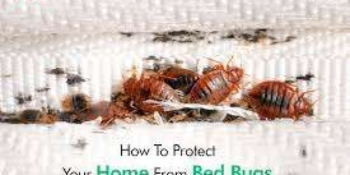 Smart Solutions to Follow for Quick Bed Bug Control Throughout Season