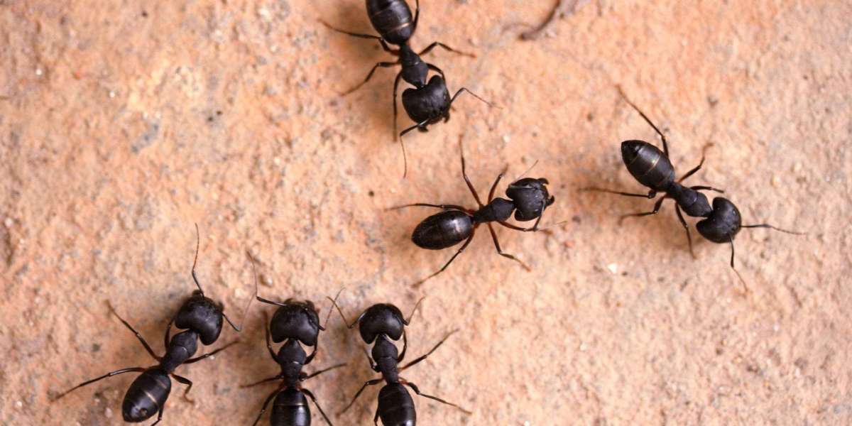 Say Goodbye to Unwanted Guests: The Ultimate Guide to Ant Control Oakville
