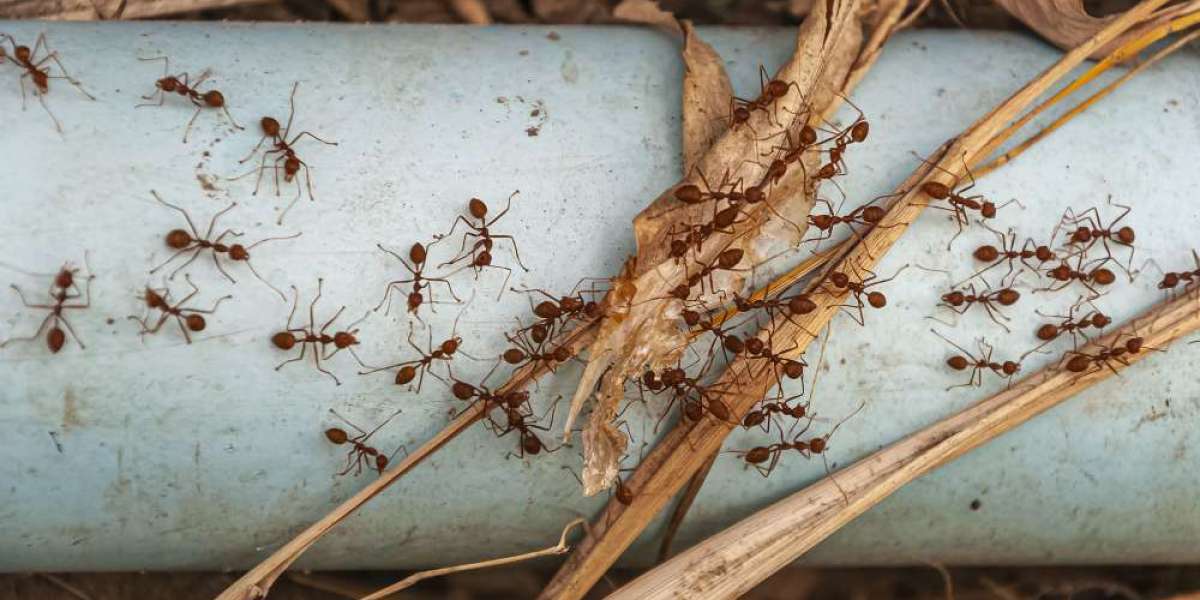 Where Is the Best Place to Spray for Ants?