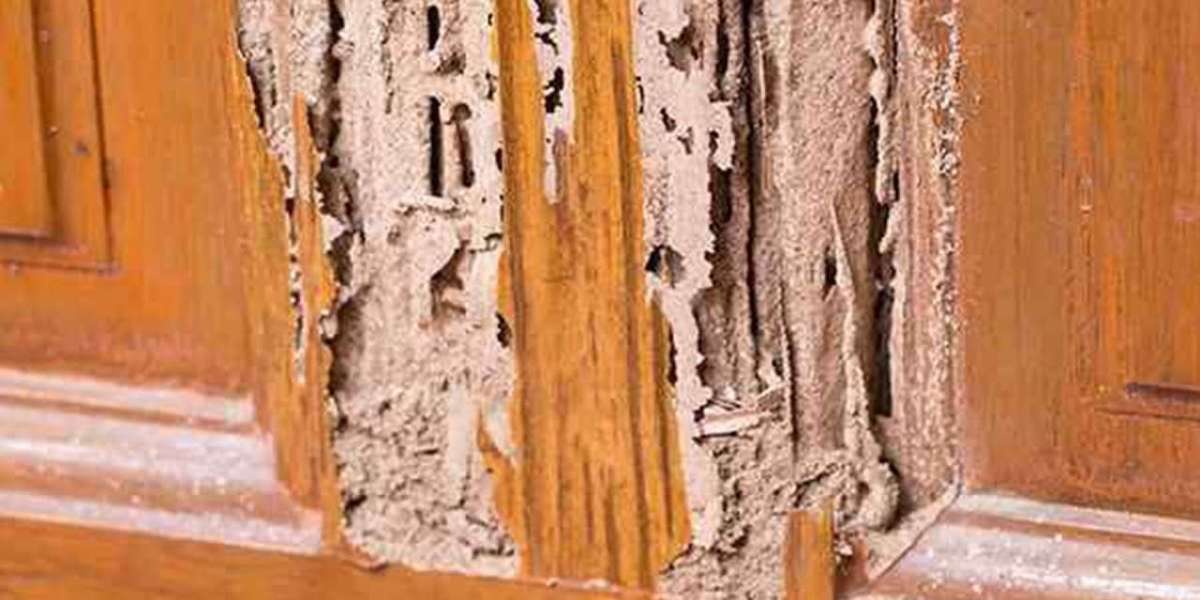 Save Your Home from Silent Destroyers: Wood Destroying Insects