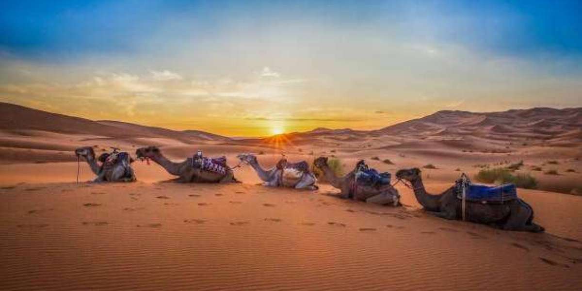 Into the Dunes: The Unique Allure of Morocco Desert Tours