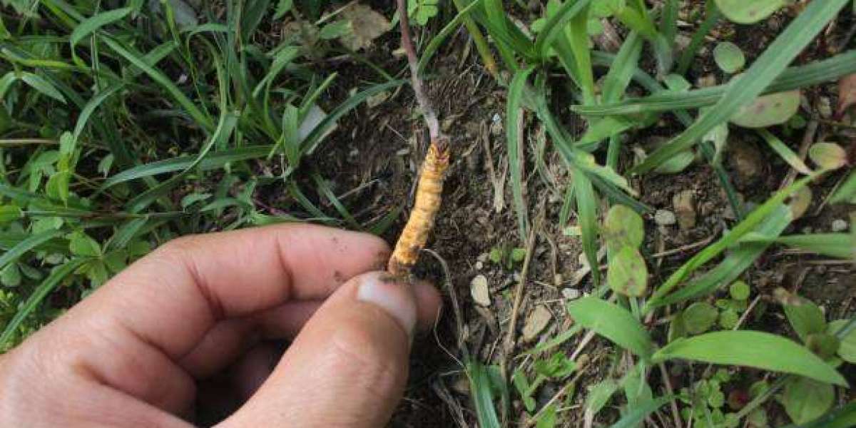 What Is Driving Growth in the Global Herbal Cigarettes Market?
