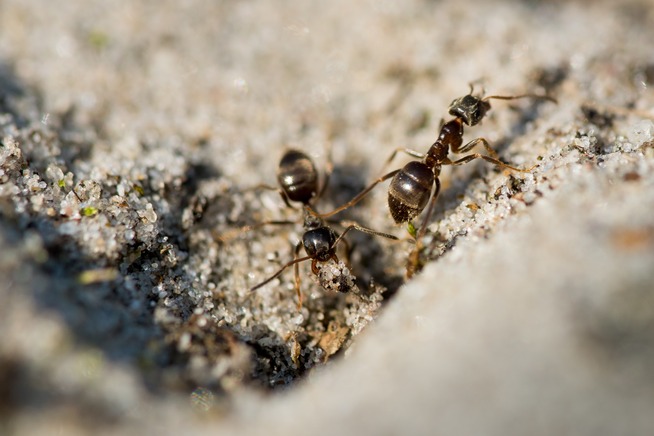 Best Pest Control Services in Dubai | Safe & Effective