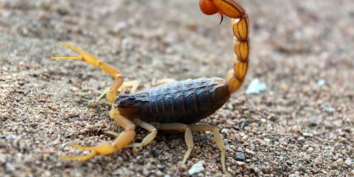 Las Vegas Scorpion Control