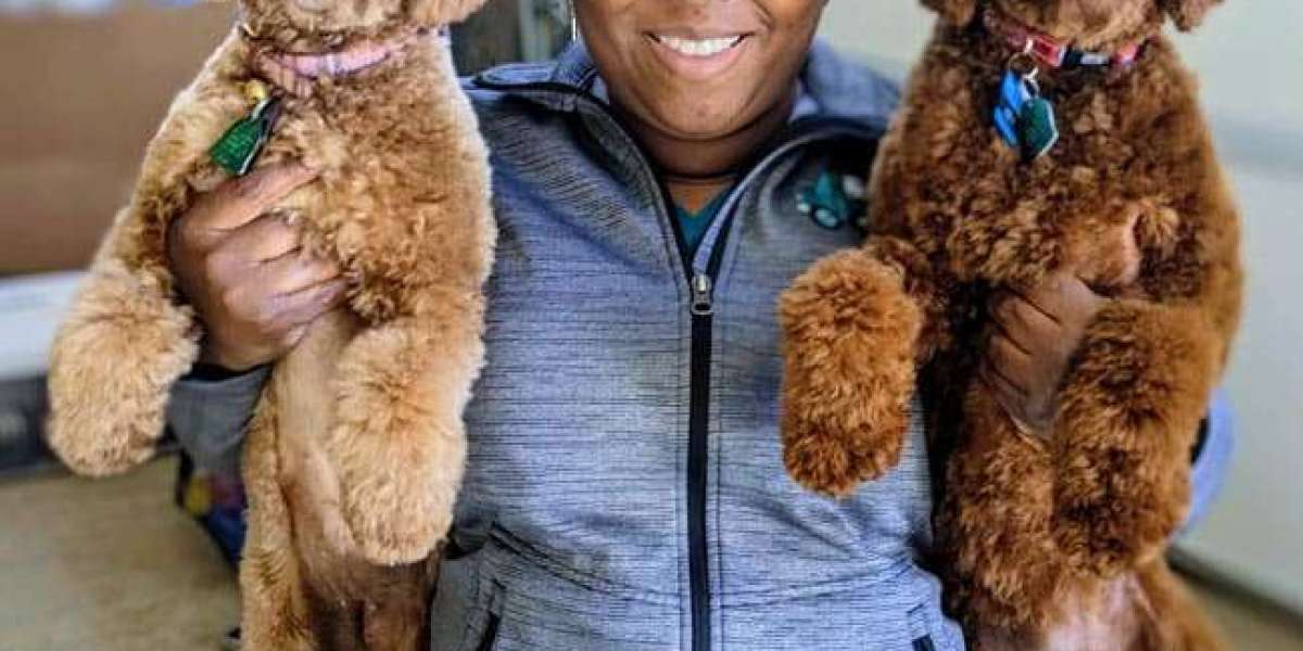 How a Caring Vet Can Transform Your Pet's Entire Life