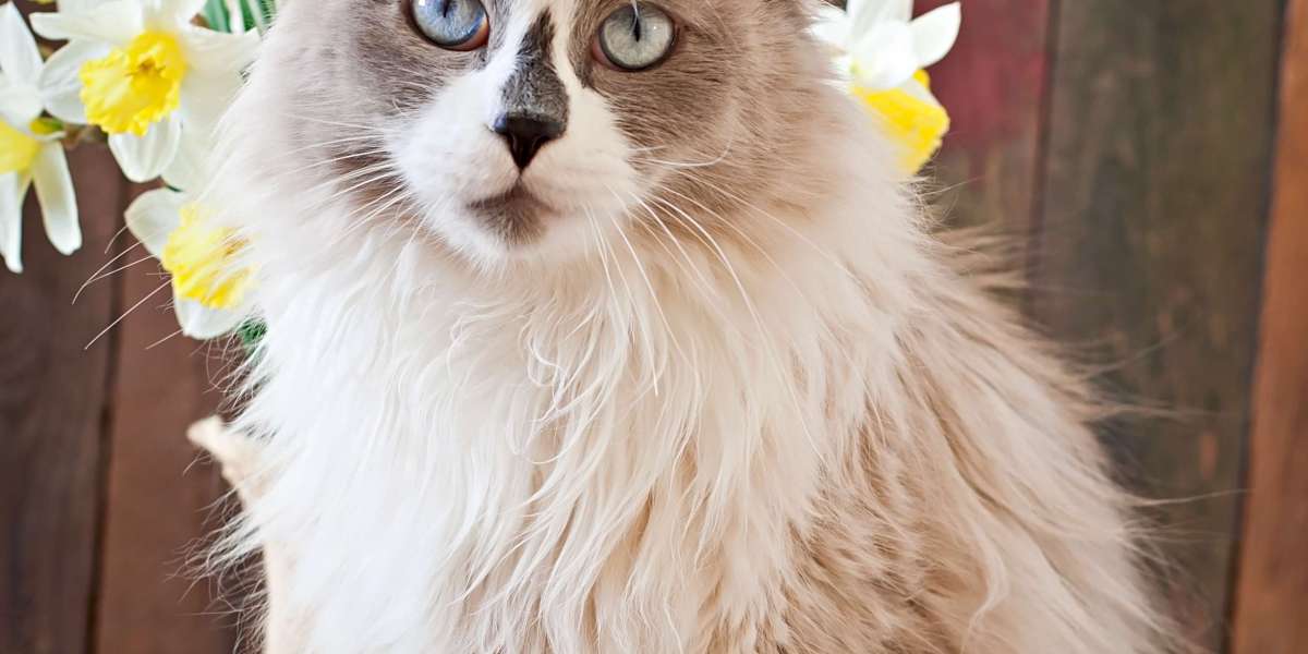 Ragdoll Cat Breed Profile, Characteristics & Care