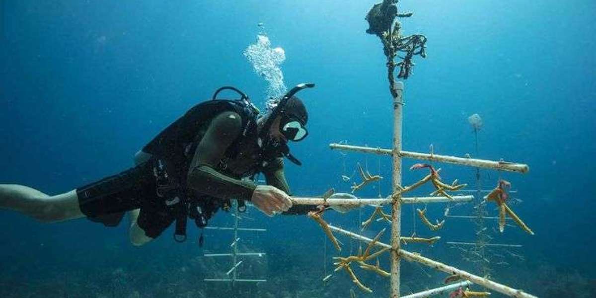 Mâncarea Tradițională Egipteană: Arome Autentice de pe Malurile Nilului