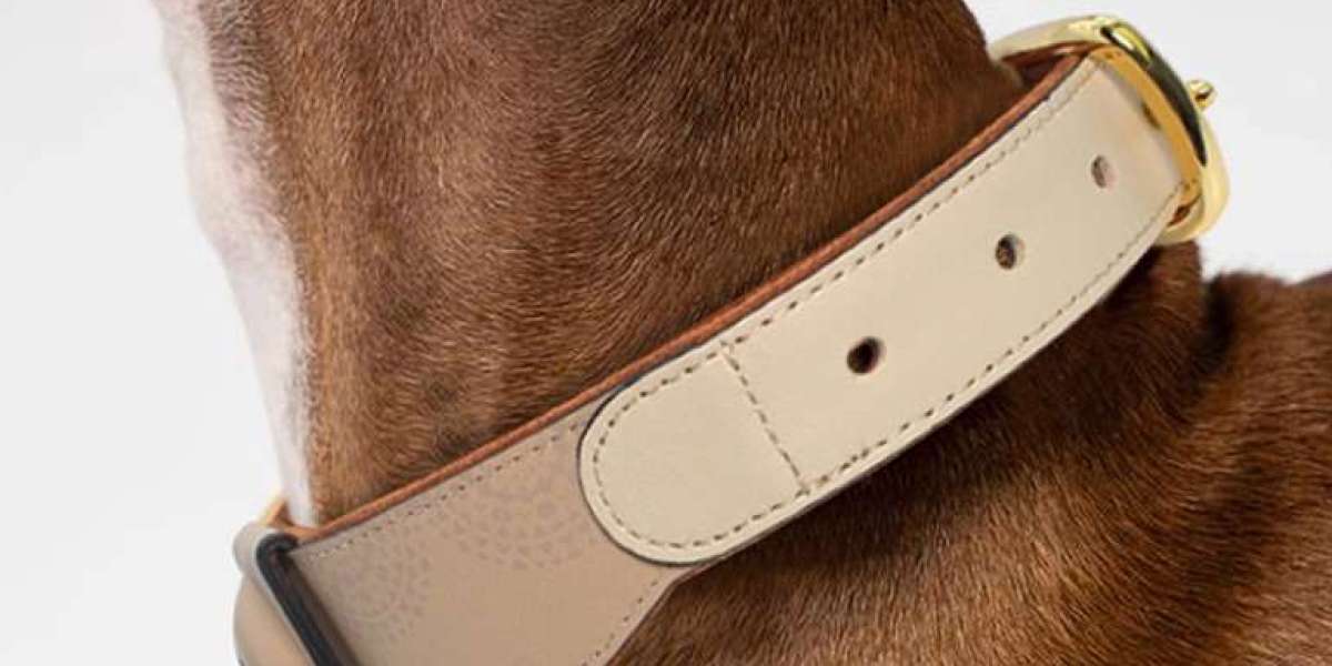 What Makes a GPS Dog Collar a Must-Have for Pet Owners