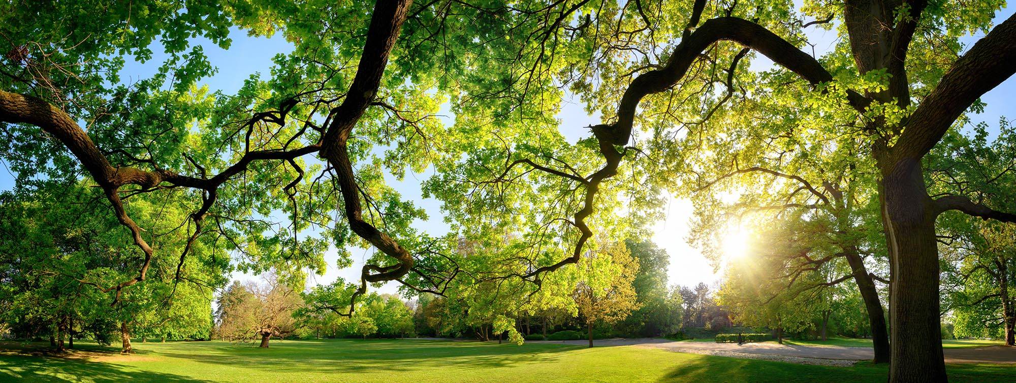 Best Landscaper in Alpharetta, Kennesaw, & Metro Atlanta
