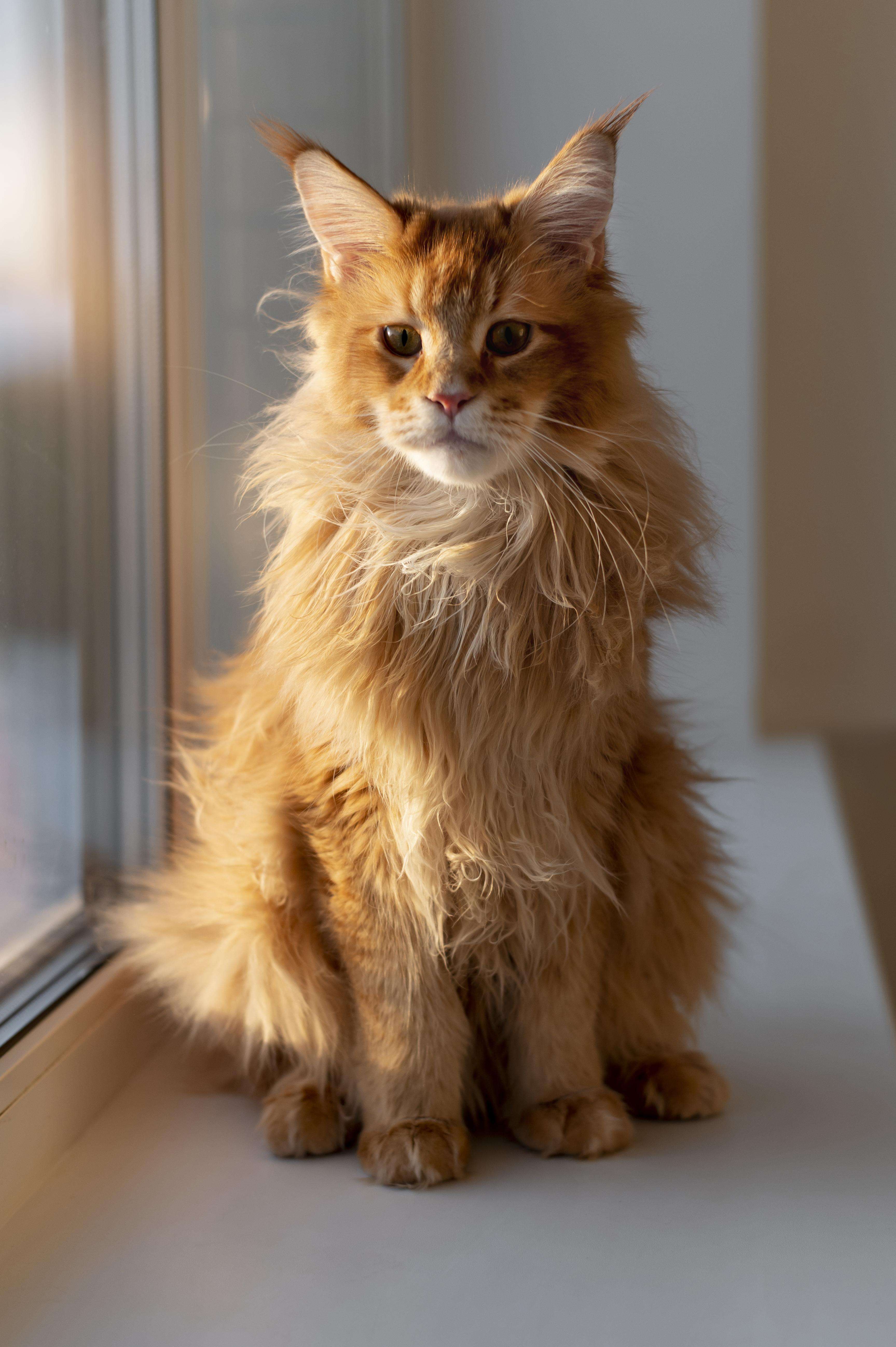 pets info