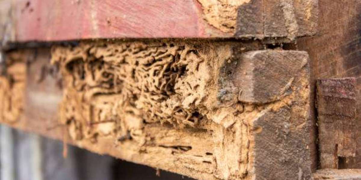 That Hole by the Foundation: Rodent or Termite Trouble? What Queens Homeowners Should Really Know