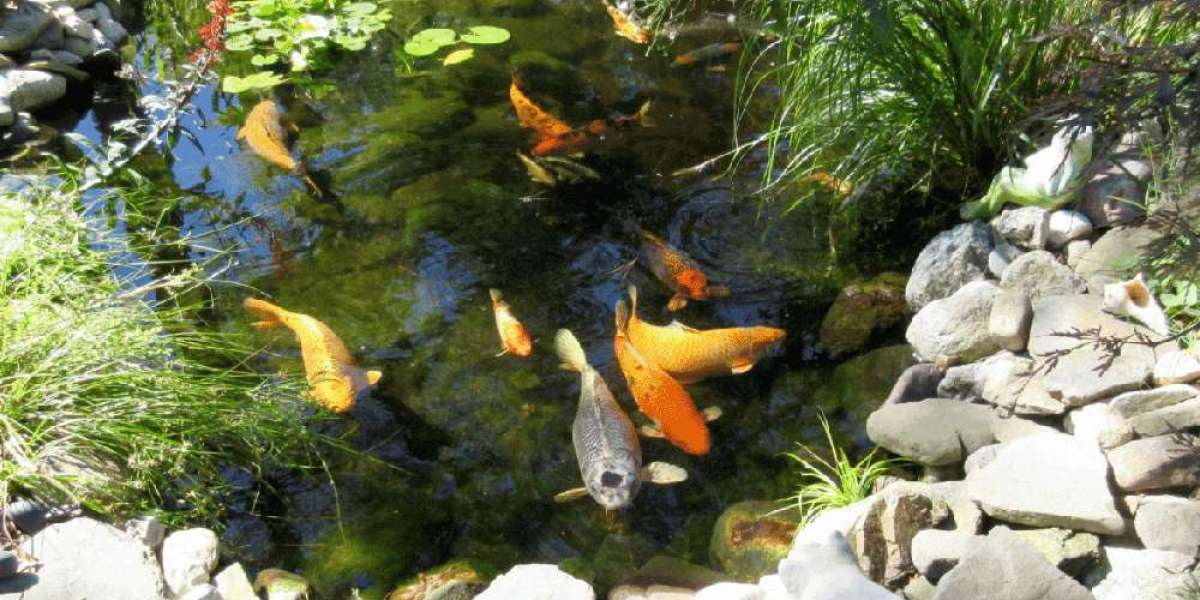 Preventing Filter Clogs in Koi Filter Pond