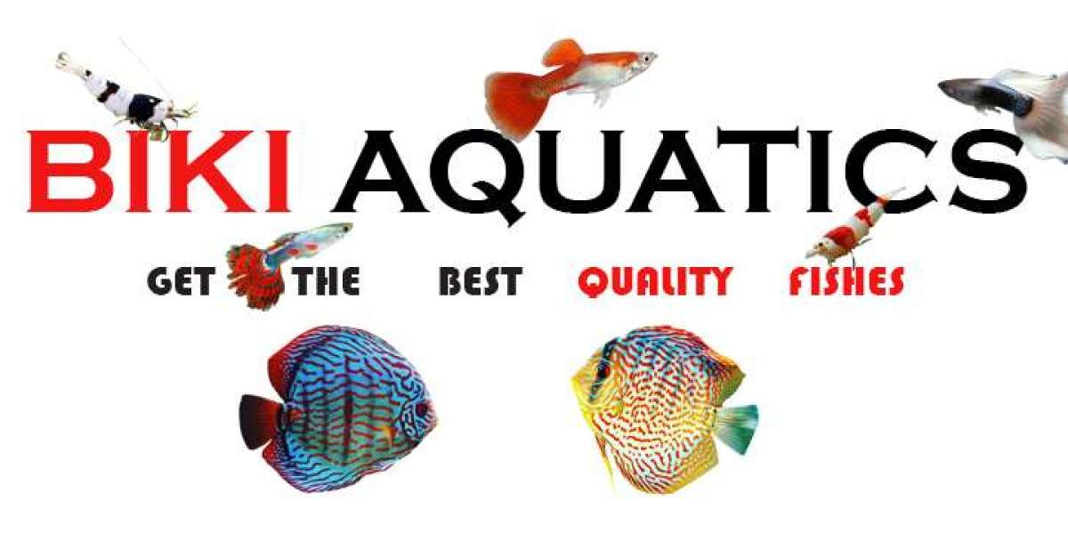 Why Biki Aquatics is the Best Choice for Exotic Fish Lovers